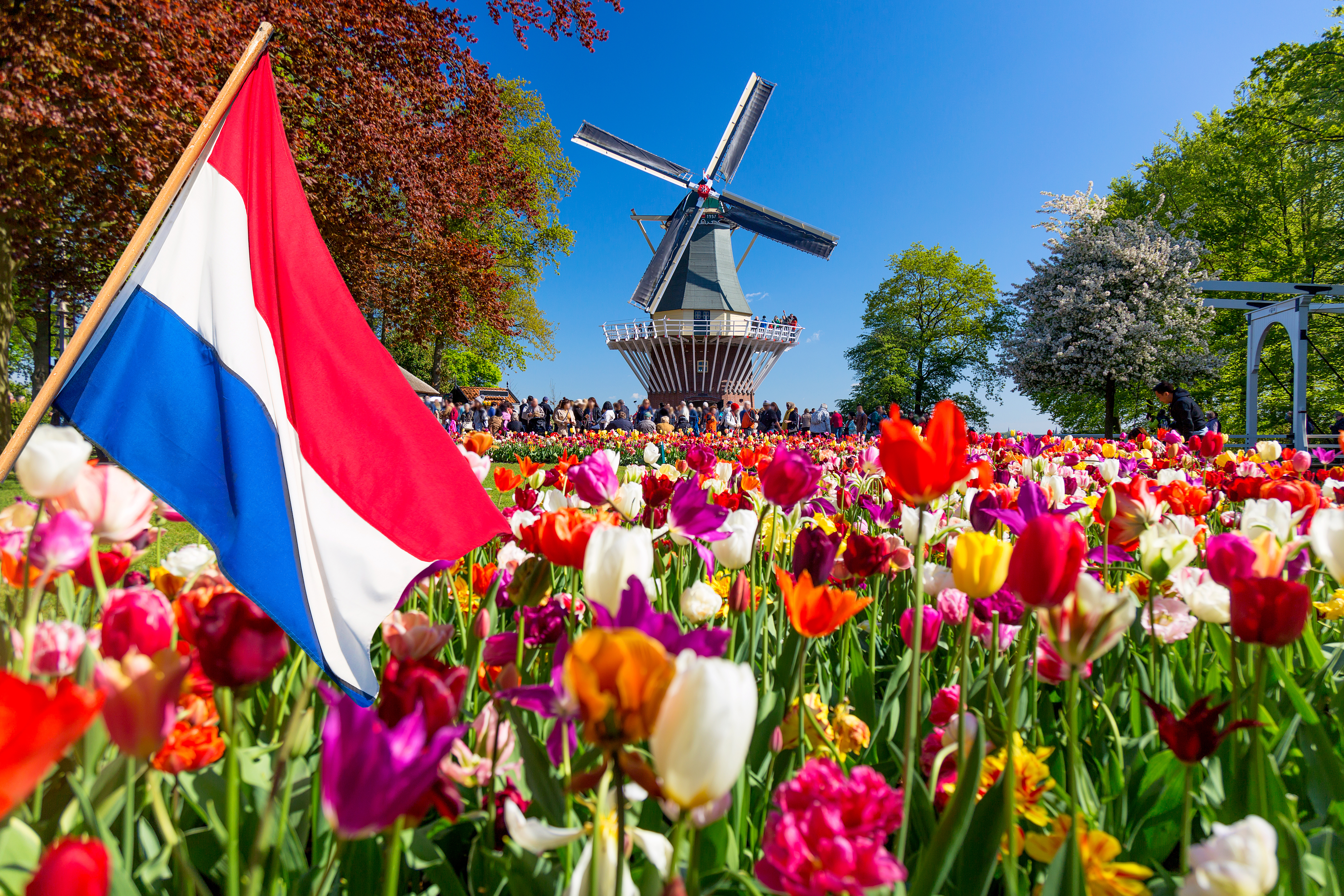 Мельница, тюльпаны и флаг Нидерландов, страны, где работа доступна для иностранцев